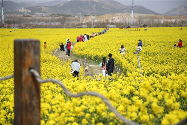賞油菜花、游電影博物館 青島西海岸新區(qū)“電影之旅”3月開啟