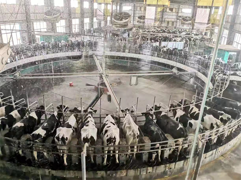 青島萊西城投“雙管齊下”解決奶牛養(yǎng)殖和奶源供應(yīng)“卡脖子”問(wèn)題